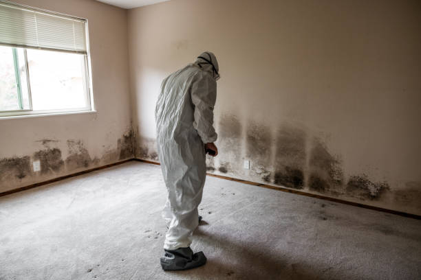 Environmental Consulting for Mold Prevention in East Providence, RI